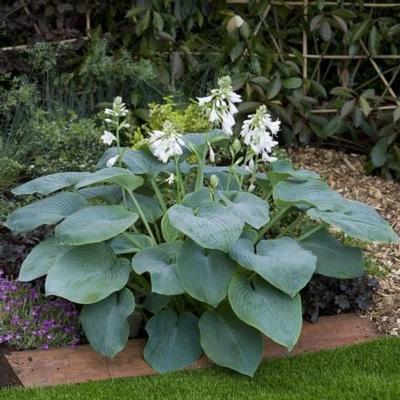 Hosta 'Bressingham Blue'